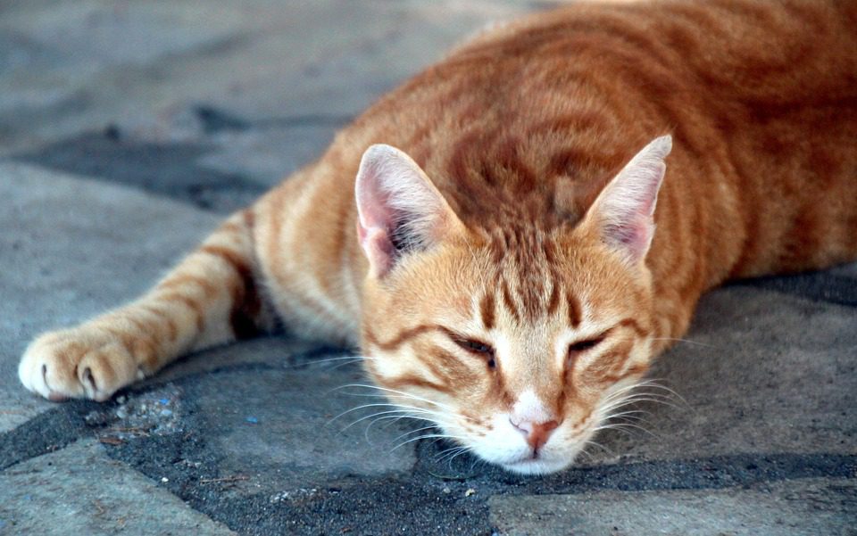 Can I give my cat 1 mg of melatonin?
