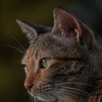 How can you tell if your cat is sad?