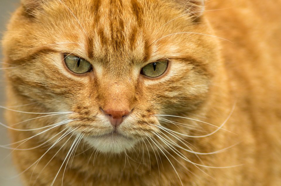 Does Benadryl work for cats?