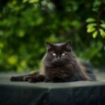 Is 25 mg Benadryl safe for a cat?