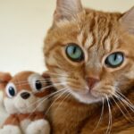 What are the symptoms of diabetes in cats?