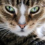 What is a Chelsea cut?