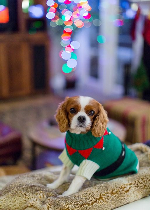 What is the best food for my Cavalier King Charles Spaniel?