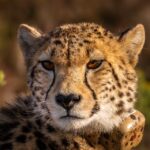 What happens if you don't cut your cat's nails?