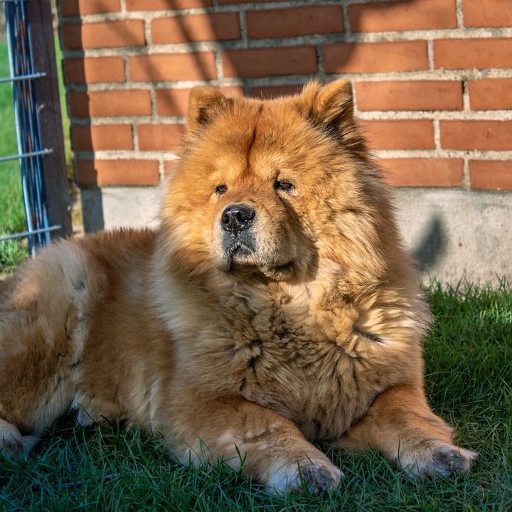 Are Chow Chows hard to groom?