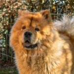 Is peanut butter good for Chow Chow?