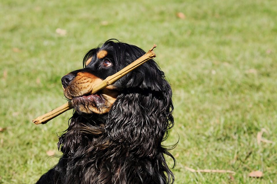Are King Charles Cavaliers hard to potty train?