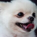 Should you brush a Pomeranian wet or dry?