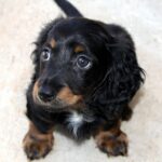 How much do you tip a dog groomer?