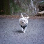 What is the best Maltese mix?
