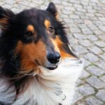 Does my dog see me as Alpha?