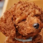 Are you supposed to cut Goldendoodle hair?