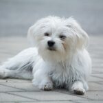 Are male or female Maltese dogs better?