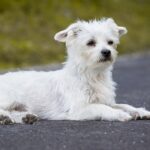 What food is best for Maltese?