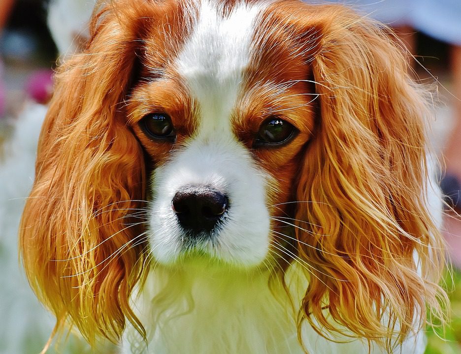 What is a thumbprint on a Cavalier King Charles Spaniel?