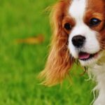 Are Cavalier King Charles High maintenance?