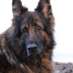Why are German Shepherds so protective of their owners?