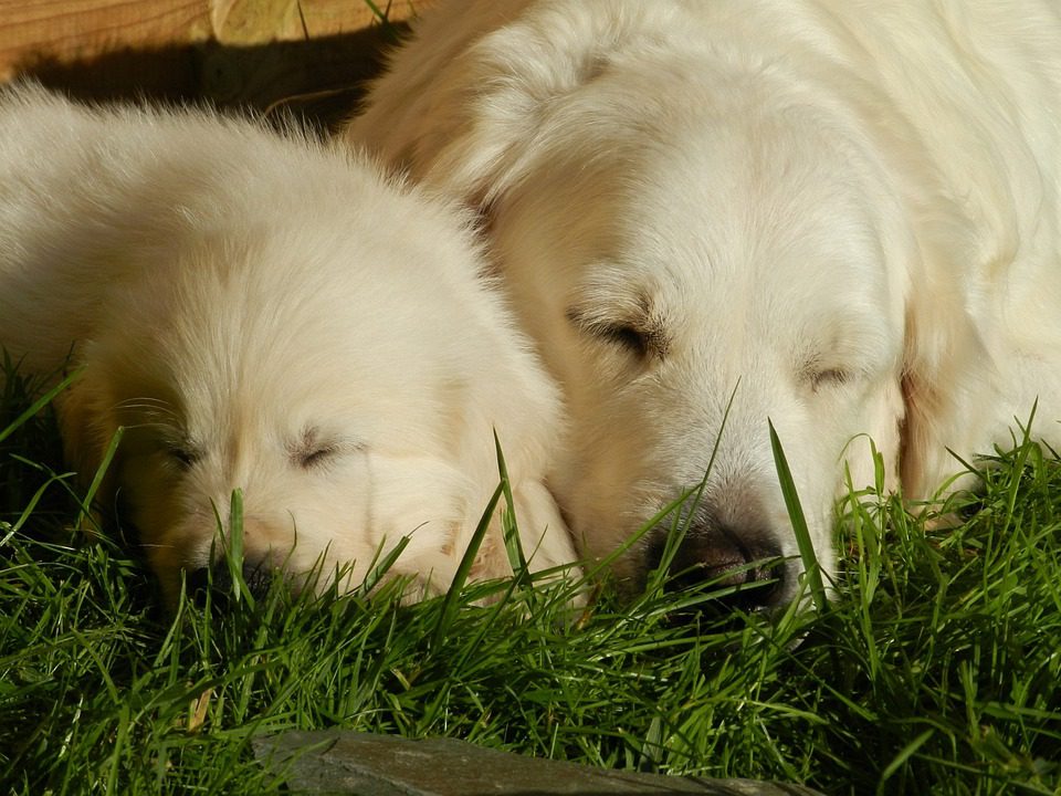 How often does a golden retriever need to go to the groomers?