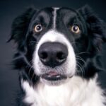 How should Collies be groomed?