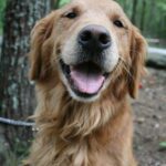 What months do golden retrievers shed?