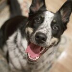 What commands should I teach my Border Collie?