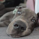 Should I dry my dog with a hair dryer?