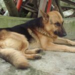 Does Your Dog Need a Playmate? Understanding the Impact of Loneliness