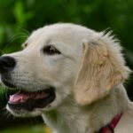 What age is most difficult for golden retrievers?