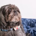 What not to do with a Shih Tzu?