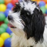 Do Havanese need another dog?