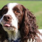 What is the most calm spaniel?