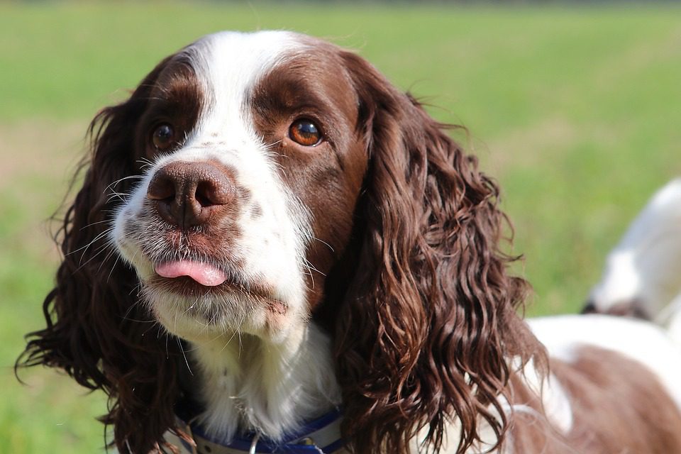 What is the most calm spaniel?