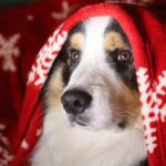 How old do Border Collies live?