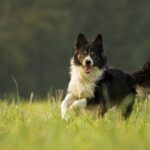 What is unique about Border Collies?