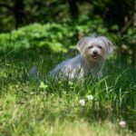 What does owning a Havanese say about you?