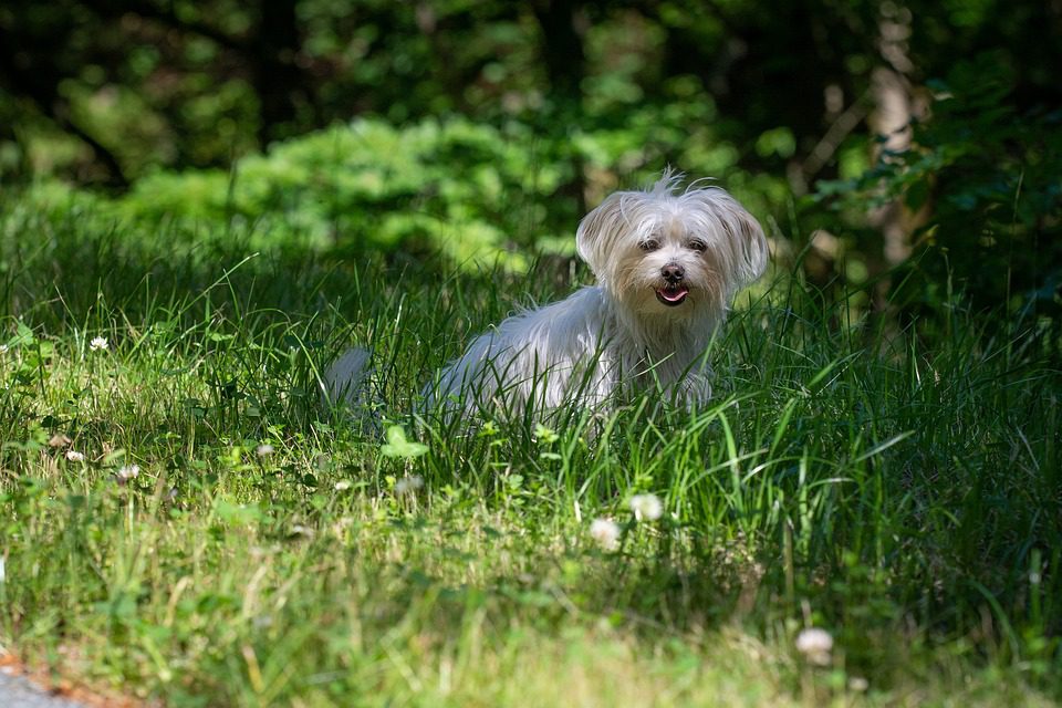 What does owning a Havanese say about you?
