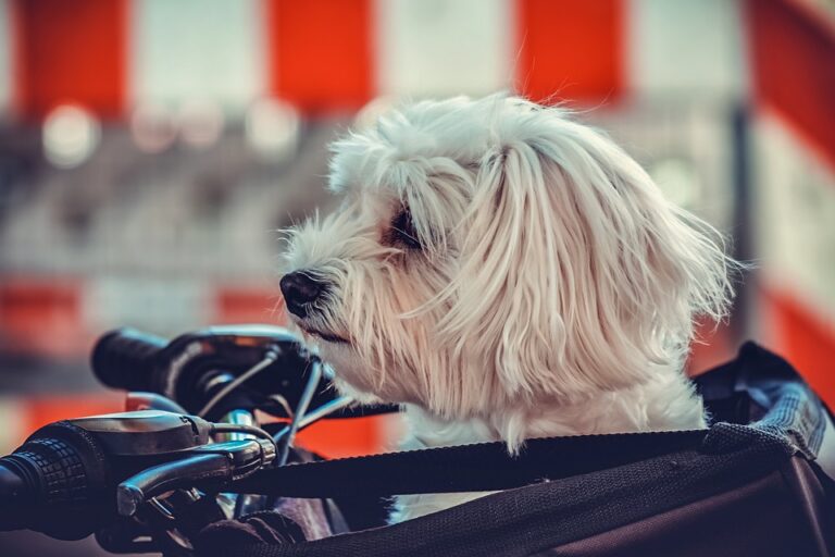 Why Do Dogs Turn In Circles Before They Poop Perfect Pooches Grooming
