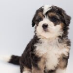 Do Goldendoodles have a favorite person?