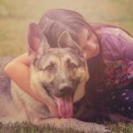 Do German shepherds need to be professionally groomed?