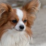 How long do most Cavaliers live?