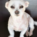 How often do you bathe a Havanese?