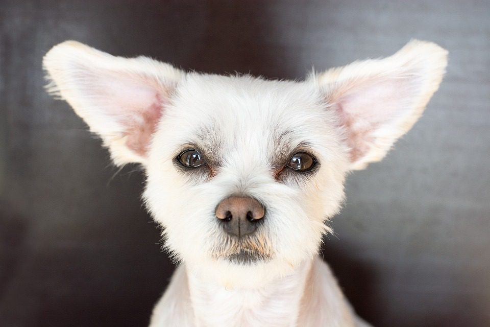 What is the most common cause of death in Havanese?