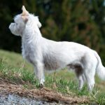 Is Havanese a yappy dog?