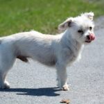 How do you know if your puppy has imprinted?