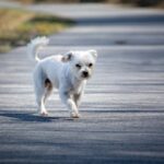 What is the average lifespan of a Havanese dog?