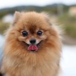What is the best way to groom a Pomeranian?
