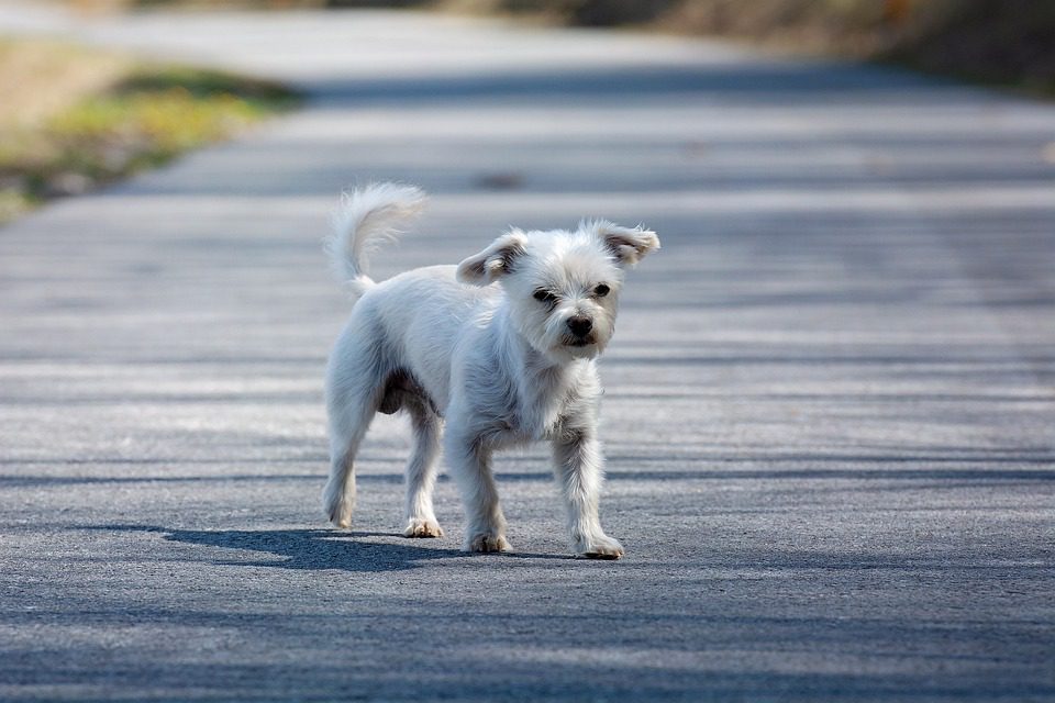Should I shave my Havanese in the summer?