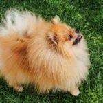 Why do Pomeranians lick humans so much?