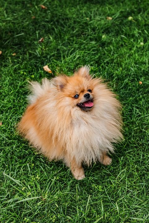 How do you calm a Pomeranian?