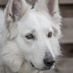 How do I know if my German Shepherd is unhappy?